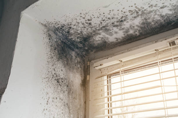 Affordable Mold Removal solutions in Harrison, NJ